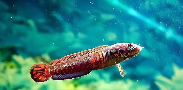 七彩雷龍魚和彩虹雷龍魚一樣嗎 七彩雷龍魚和彩虹雷龍魚一樣嗎 龍魚百科 第2張