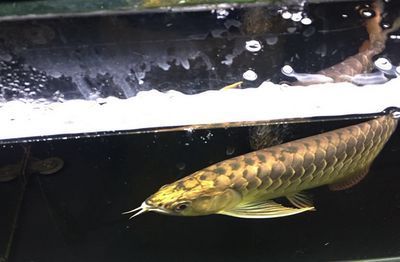 龍魚到家一個月了不開口正常嗎：龍魚到家一個月不開口正常嗎
