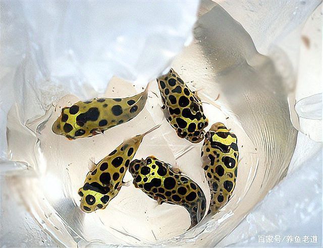 為什么其它魚都咬銀龍魚呢 為什么其它魚都咬銀龍魚呢 龍魚百科 第8張