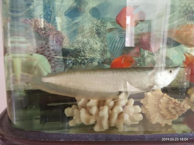 為什么其它魚都咬銀龍魚呢 為什么其它魚都咬銀龍魚呢 龍魚百科 第7張