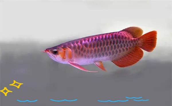 為什么其它魚都咬銀龍魚呢 為什么其它魚都咬銀龍魚呢 龍魚百科 第5張