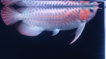 紅龍魚王的獨特紋路解析：紅龍魚王獨特紋路解析紅龍魚王獨特紋路的詳細解析