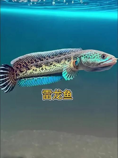雷龍魚 品種