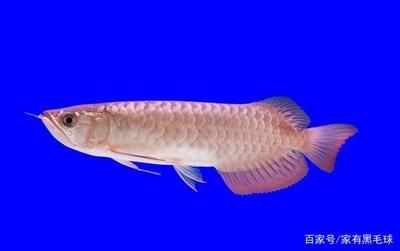 龍魚這兩天老在水底怎么回事：如何判斷龍魚是否適應新環(huán)境