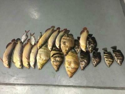 龍魚咬人怎么回事視頻講解：視頻講解龍魚咬人的原因和處理方法龍魚咬人的原因和處理方法 龍魚咬人怎么回事視頻講解：視頻講解龍魚咬人的原因和處理方法龍魚咬人的原因和處理方法 龍魚百科 第5張