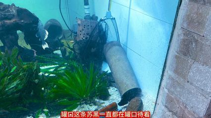 龍魚咬人怎么回事視頻講解：視頻講解龍魚咬人的原因和處理方法龍魚咬人的原因和處理方法 龍魚咬人怎么回事視頻講解：視頻講解龍魚咬人的原因和處理方法龍魚咬人的原因和處理方法 龍魚百科 第2張