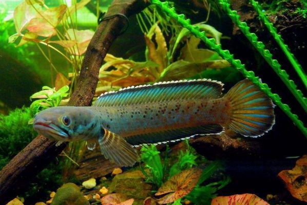 雷龍魚是冷水還是熱帶魚：雷龍魚是一種生活在淡水中的熱帶魚，而不是熱帶魚