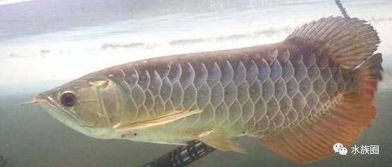 龍魚的鑒賞：龍魚的鑒賞技巧