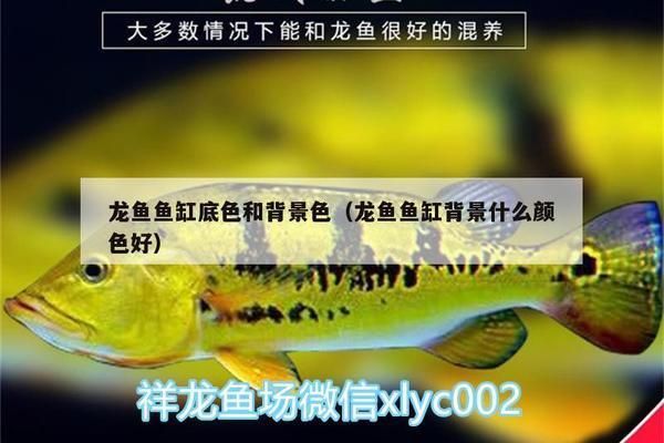 龍魚用什么缸底色：龍魚的缸底色選擇對于展示龍魚的美麗至關(guān)重要 龍魚用什么缸底色：龍魚的缸底色選擇對于展示龍魚的美麗至關(guān)重要 龍魚百科 第2張