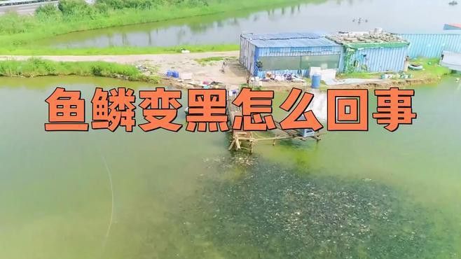 龍魚鱗黑是自愈還是需要治療？