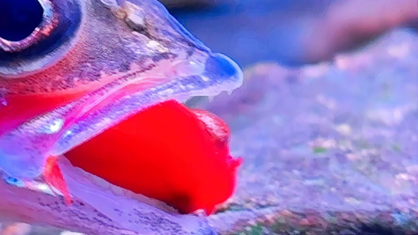 天山雪龍魚是淡水魚嗎圖片欣賞