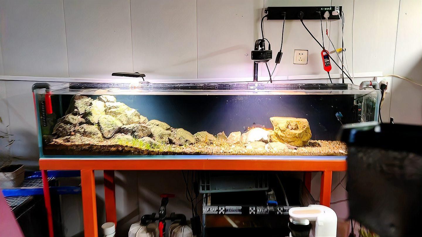 天山雪龍魚是淡水魚嗎圖片欣賞