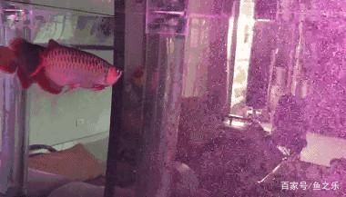 龍魚夏天需要降溫嗎：夏天養龍魚需要注意防暑降溫以下幾種有效的降溫方法 龍魚夏天需要降溫嗎：夏天養龍魚需要注意防暑降溫以下幾種有效的降溫方法 龍魚百科 第2張