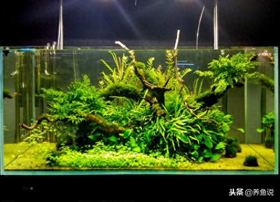 如何檢測魚缸水質好壞的方法（魚缸水質改善技巧） 如何檢測魚缸水質好壞的方法（魚缸水質改善技巧） 龍魚百科