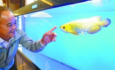 龍魚怎么馴養的：馴養龍魚是一個細致的過程需要關注以下幾個方面以下幾個方面
