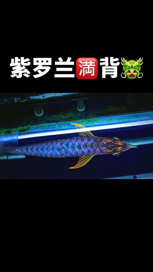 藍色的金龍魚品種大全圖解