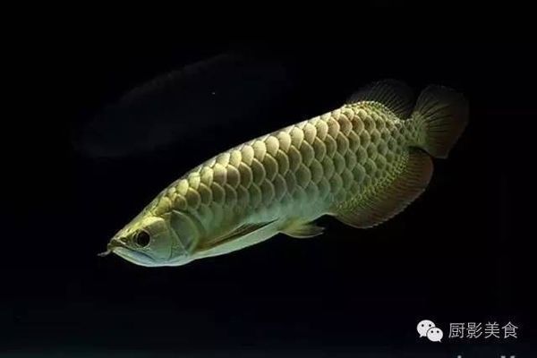 金龍魚觀賞魚價格表，金龍魚市場價格波動因素 金龍魚觀賞魚價格表，金龍魚市場價格波動因素 龍魚百科 第1張