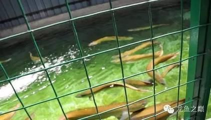 金龍魚紫羅蘭底好不好（如何清潔金龍魚紫羅蘭底）