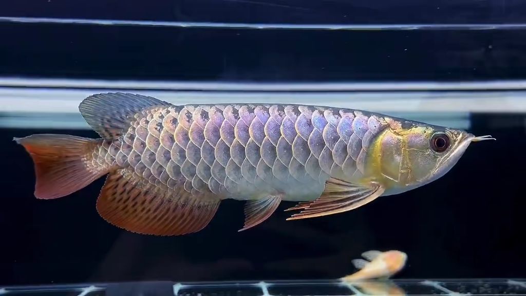 金龍魚紫羅蘭底好不好（如何清潔金龍魚紫羅蘭底）