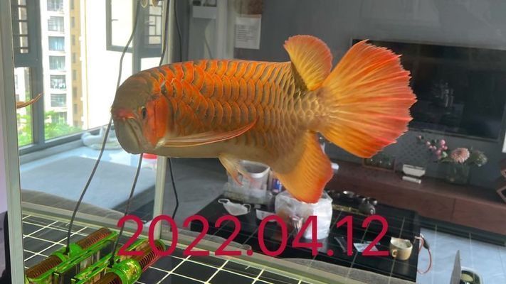 買紅龍魚的日記三年級，三年級水平關于買紅龍魚的日記：如何在家中安置紅龍魚