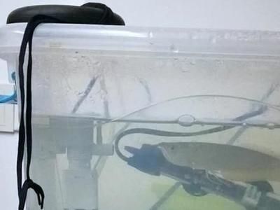 買紅龍魚的日記三年級，三年級水平關于買紅龍魚的日記：如何在家中安置紅龍魚