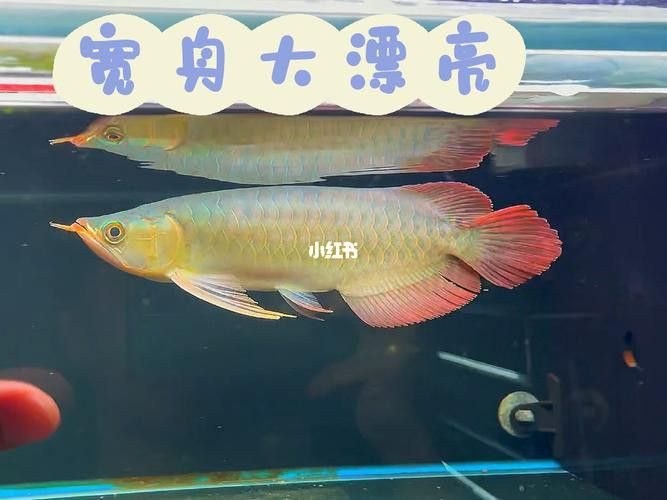 翹頭紅龍魚是什么樣