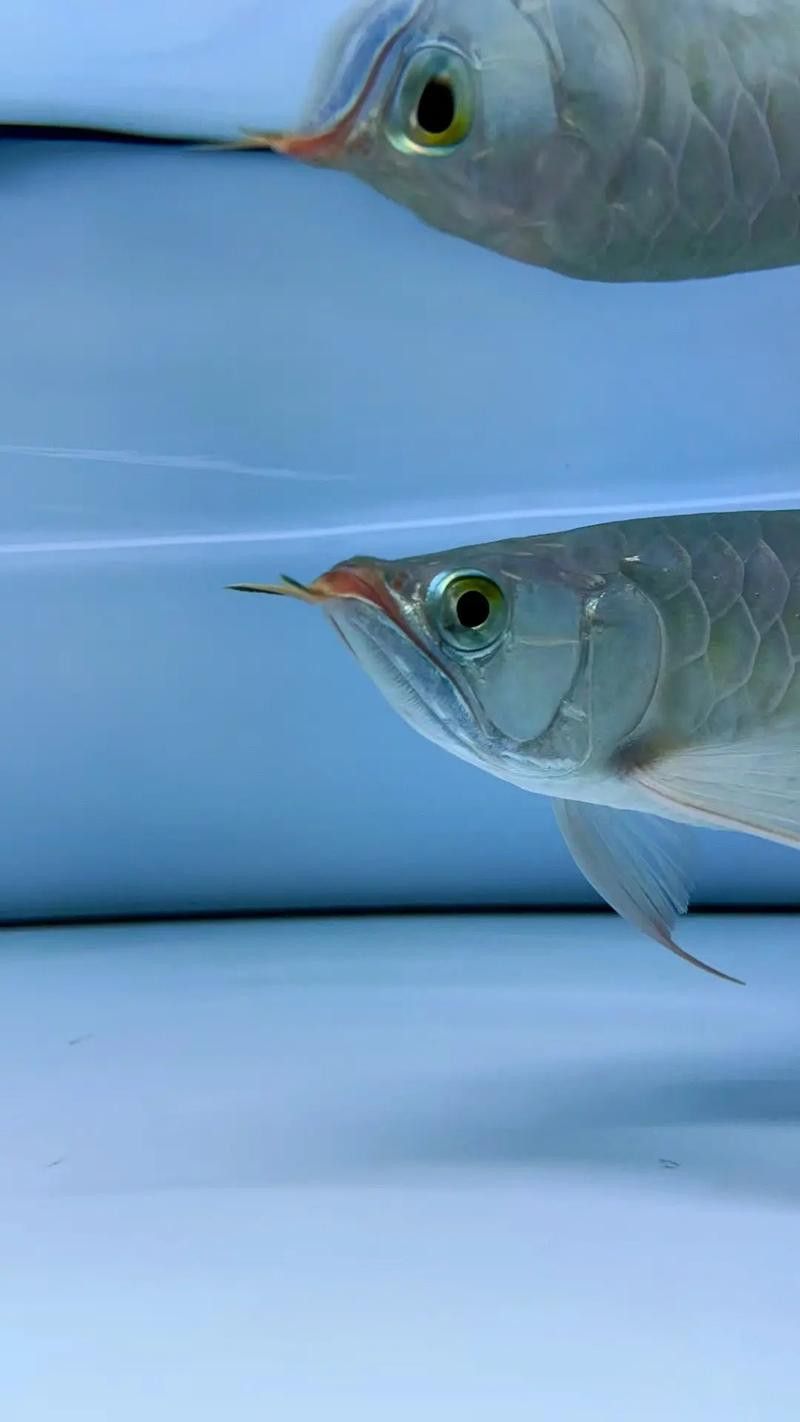 翹頭紅龍魚是什么樣