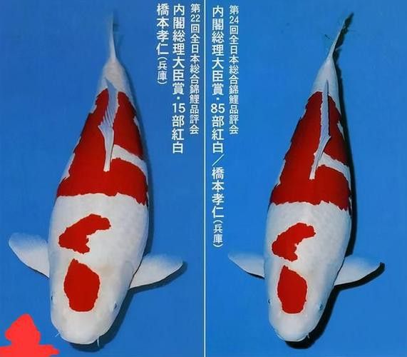 比金龍魚還貴的觀賞魚