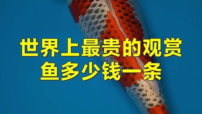 比金龍魚還貴的觀賞魚