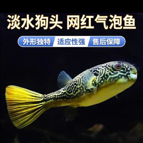 比金龍魚還貴的觀賞魚