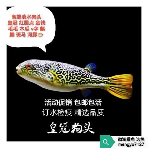 比金龍魚還貴的觀賞魚