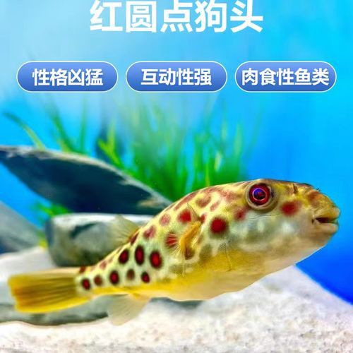 比金龍魚還貴的觀賞魚
