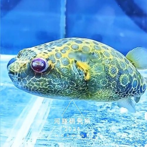 比金龍魚還貴的觀賞魚