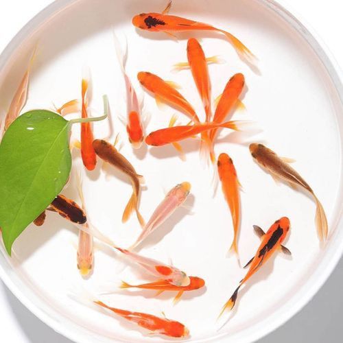 如何判斷金龍魚飼料是否過期？