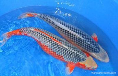 屬龍養什么魚最合適：屬龍的人最適合養什么樣的魚？ 屬龍養什么魚最合適：屬龍的人最適合養什么樣的魚？ 龍魚百科 第1張