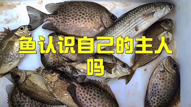 如何判斷金龍魚是否認(rèn)主？