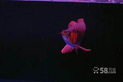 紅龍魚一年可以長多大？：紅龍魚在水族箱養殖時需要注意水質保持和過濾和過濾