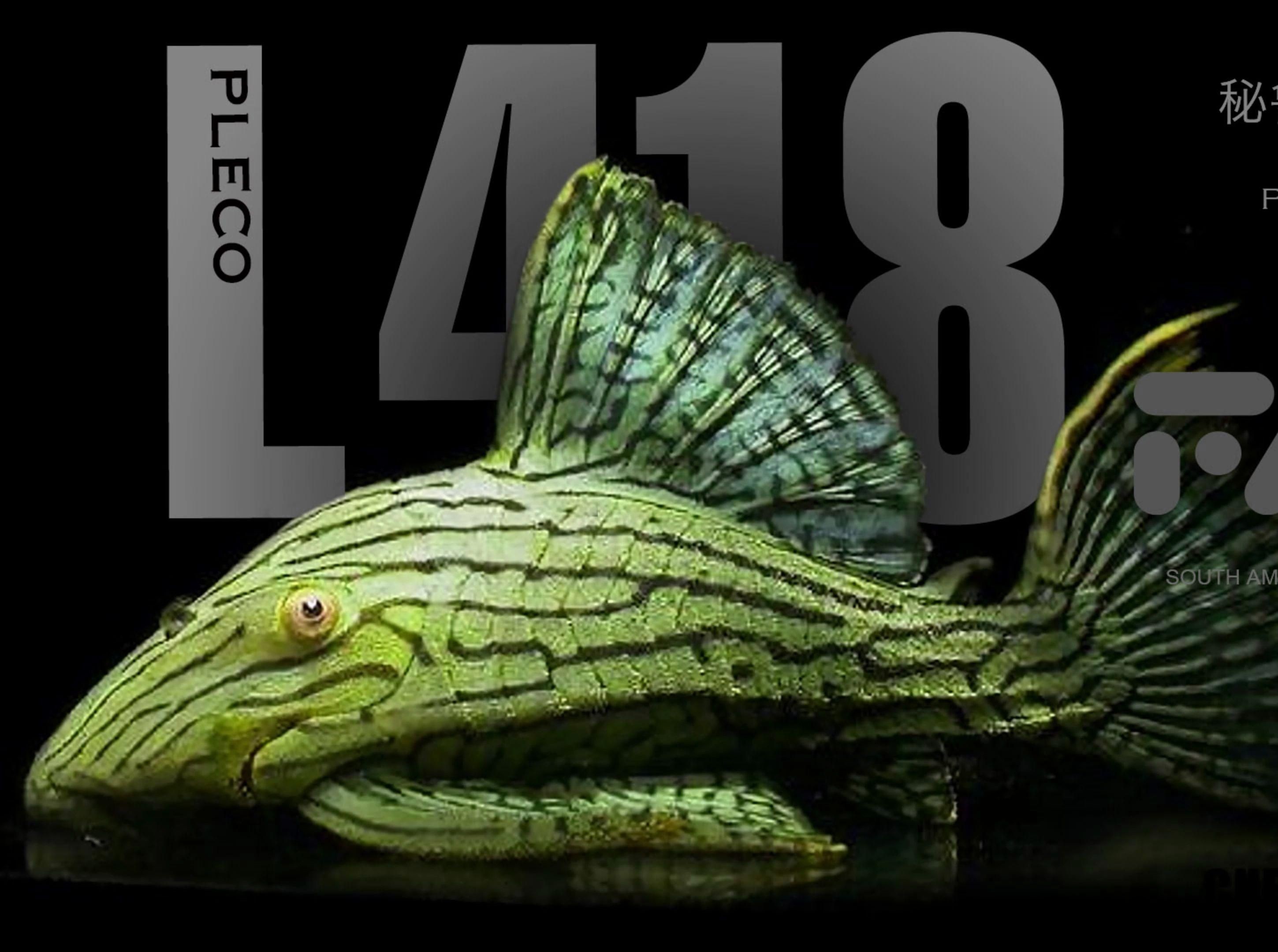 綠皮皇冠豹 龍魚百科 第1張 綠皮皇冠豹 綠皮皇冠豹 龍魚百科 第1張