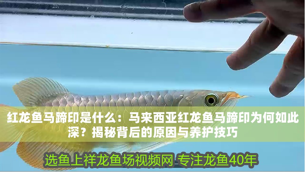 紅龍魚馬蹄印是什么：馬來西亞紅龍魚馬蹄印為何如此深？揭秘背后的原因與養(yǎng)護(hù)技巧