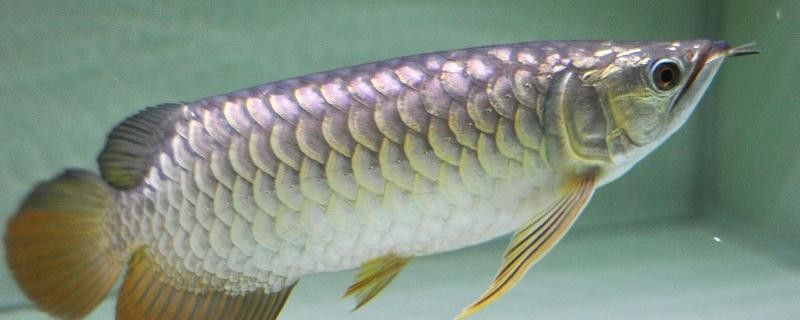 銀龍魚多大缸能養魚 銀龍魚多大缸能養魚 龍魚百科 第4張