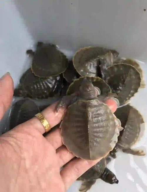 龍魚可以和豬鼻龜混養(yǎng)嗎圖片視頻