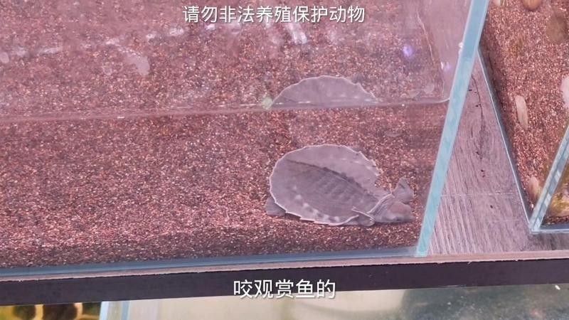 龍魚可以和豬鼻龜混養(yǎng)嗎圖片視頻
