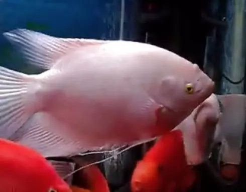 龍魚可以和豬鼻龜混養(yǎng)嗎圖片視頻