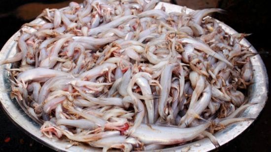 白龍魚長什么樣：白龍魚與銀龍魚的區別，白金龍魚是什么樣子的白金龍魚