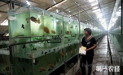 白龍魚長什么樣：白龍魚與銀龍魚的區別，白金龍魚是什么樣子的白金龍魚