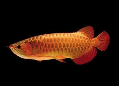 龍魚(yú)水族箱：龍魚(yú)水族箱設(shè)計(jì)要點(diǎn)