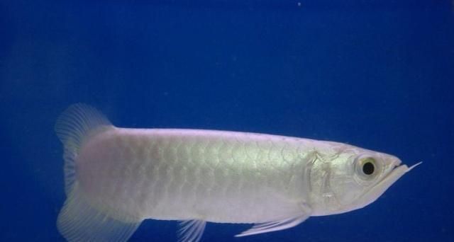 龍魚(yú)水族箱：龍魚(yú)水族箱設(shè)計(jì)要點(diǎn)