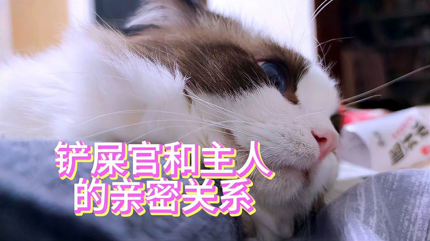 龍貓和貓哪個更親人？