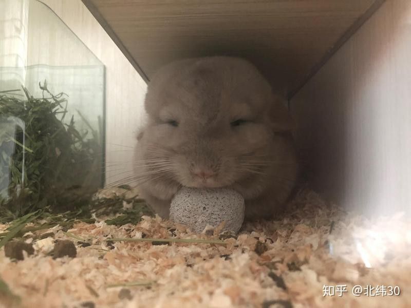 龍貓和貓哪個更親人？