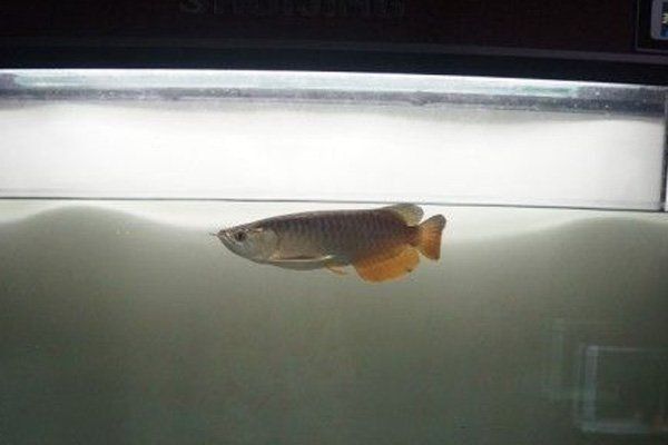 過(guò)背點(diǎn)金龍魚(yú)屬于什么檔次